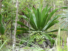 Agave caymanensis
