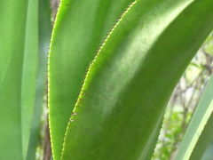 Agave caymanensis