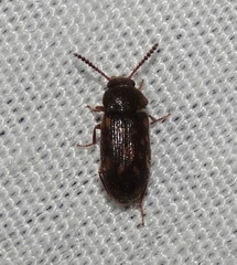 Mycetophagus pluripunctatus
