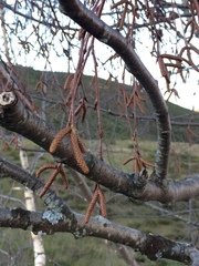 Betula celtiberica