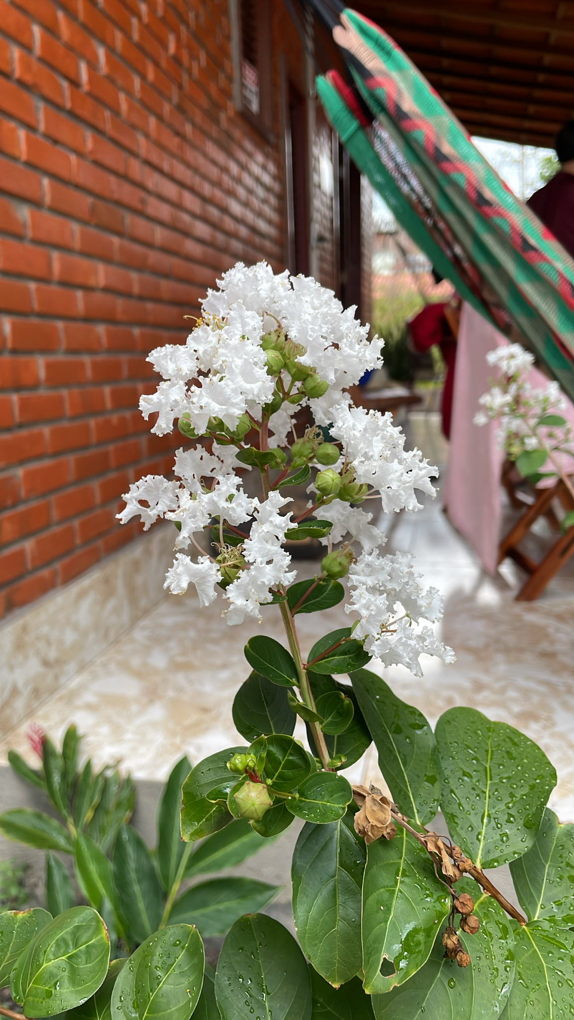 Lagerstroemia indica