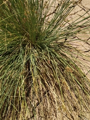 Cyperus marginatus
