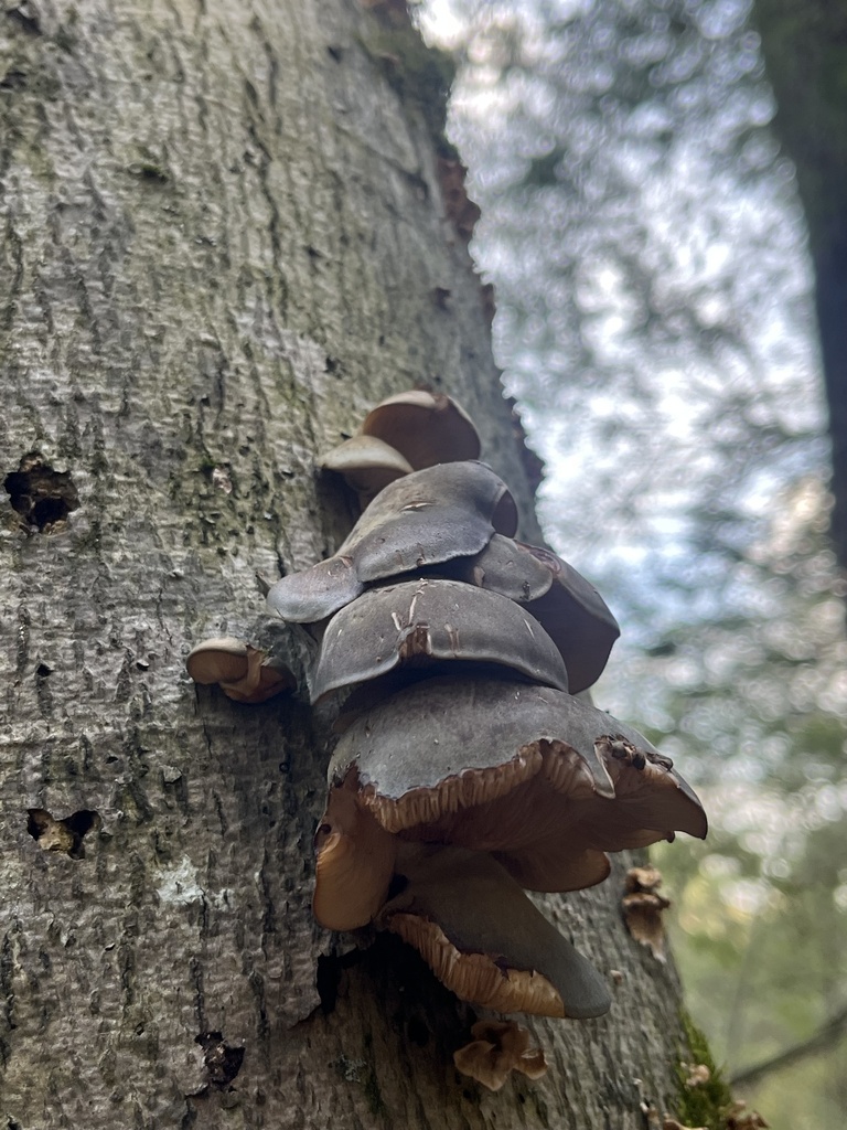 Sarcomyxa serotina · November 2025 · photo: © loganstecker (iNaturalist, cc0)