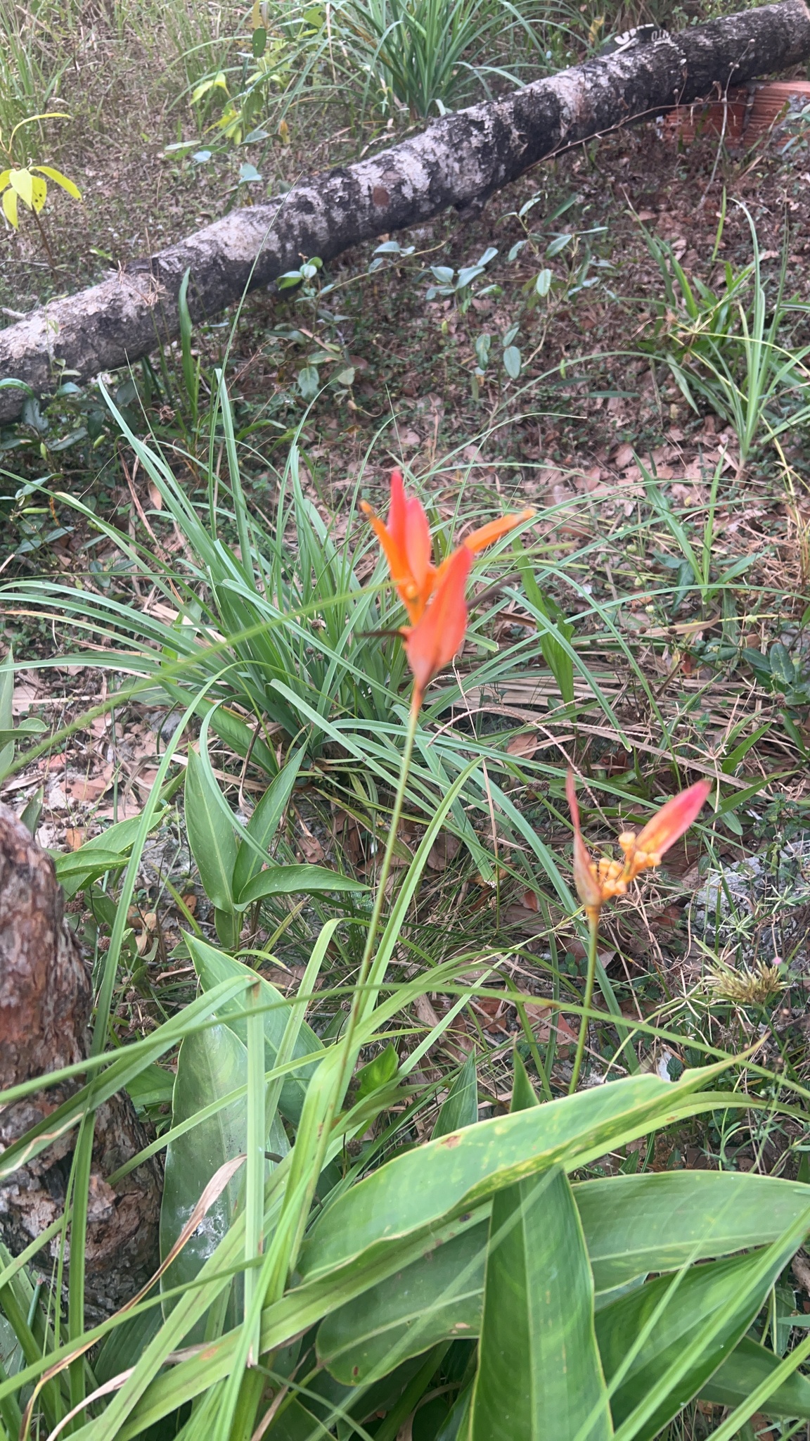 Heliconia psittacorum