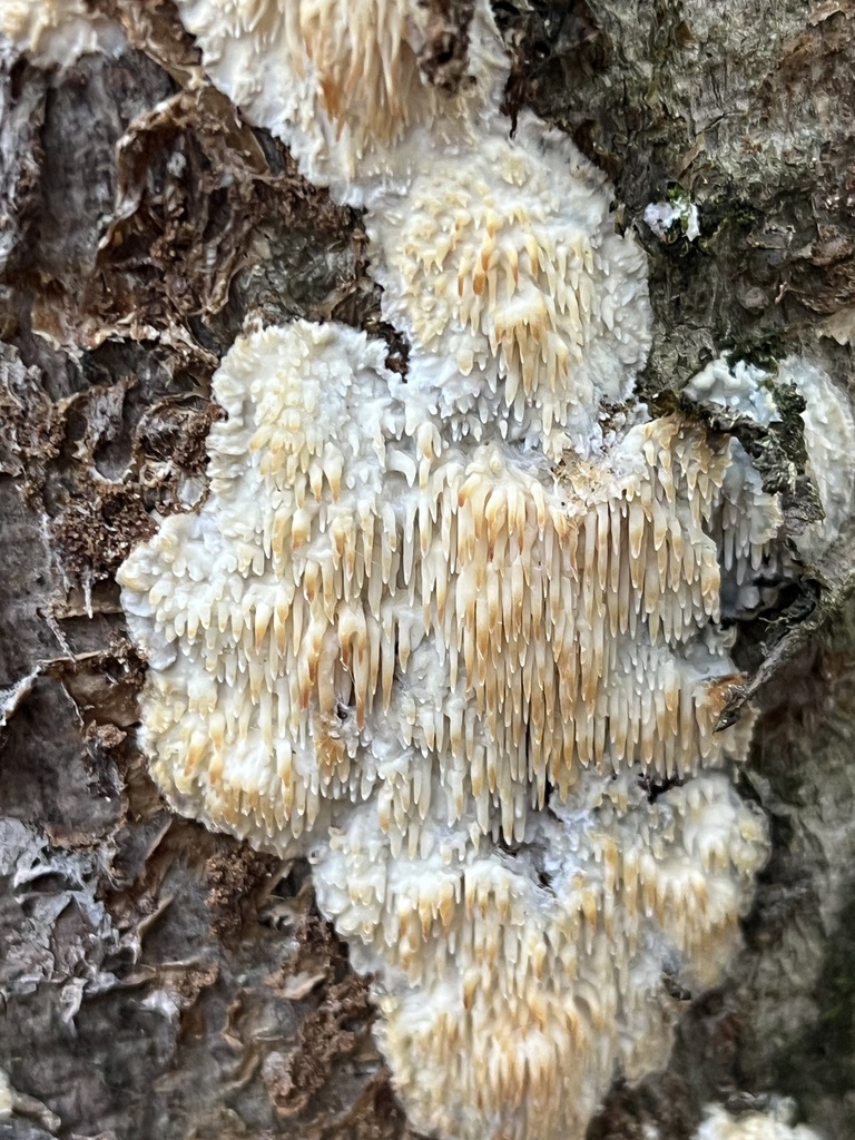 Radulomyces copelandii · November 2025 · photo: © loganstecker (iNaturalist, cc0)