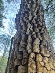 Schwarzer Tupelobaum (Nyssa sylvatica): Herkunft und Verwendung — Foto 2