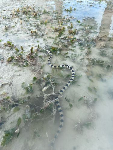 Black-ringed Sea Snake sighting