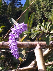 Petrea