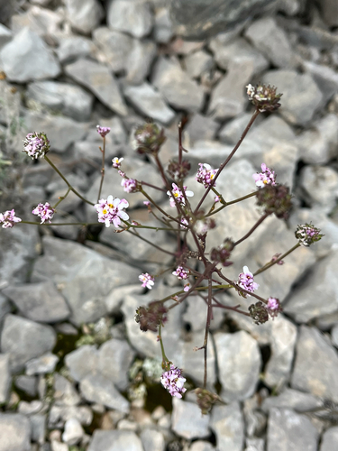 Iberis linifolia, photograph 5