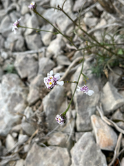 Iberis linifolia, photograph author not stated, no rights reserved