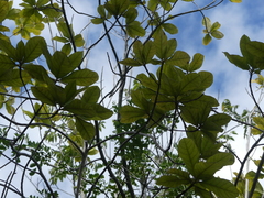 Terminalia eriostachya