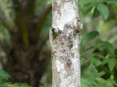 Terminalia eriostachya