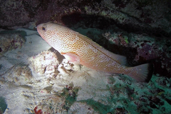 Epinephelus guttatus