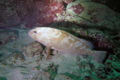 Epinephelus guttatus