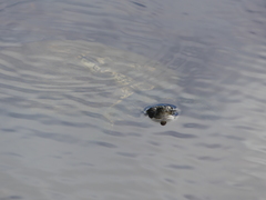 Trachemys decussata