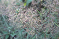 Melinis minutiflora