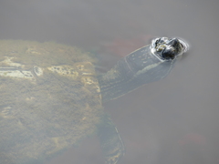 Trachemys decussata