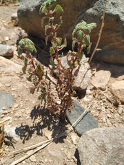 Forsskaolea hereroensis