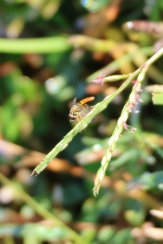 Unknown species found near New Smyrna Beach, FL, USA