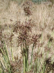 Cyperus marginatus