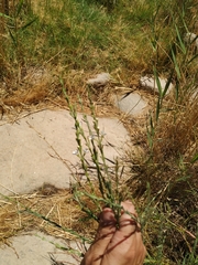 Gomphostigma virgatum