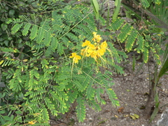 Caesalpinia pulcherrima flava