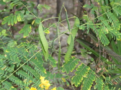Caesalpinia pulcherrima flava