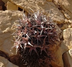 Deuterocohnia