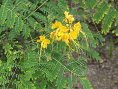 Caesalpinia pulcherrima flava