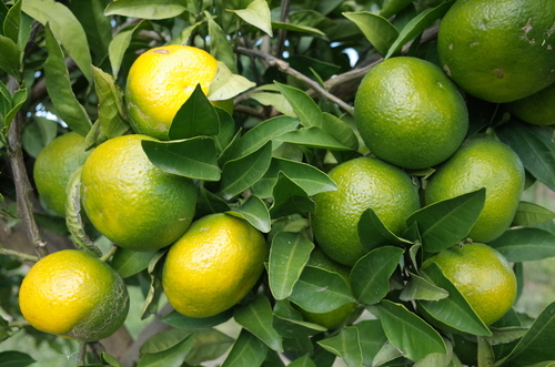 Citrus reticulata