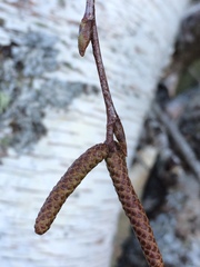 Betula celtiberica