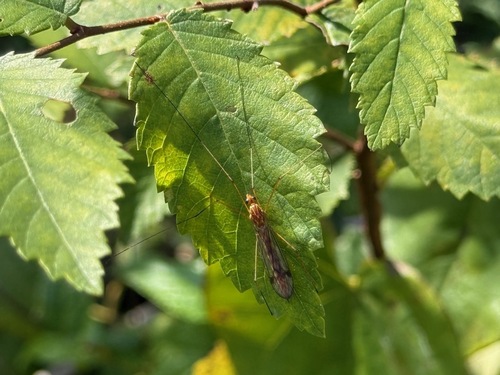 Unknown species found near Governors Village, NC 27517, USA