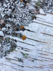 Betula celtiberica