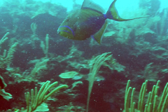 Balistes vetula