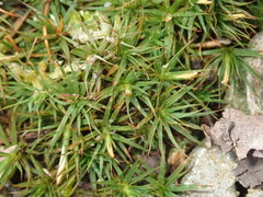 Polytrichastrum ohioense