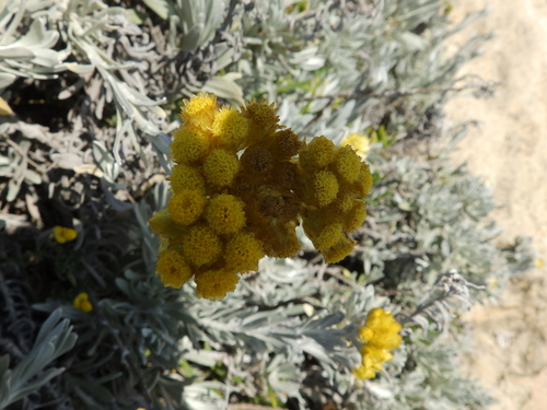 Maltese Everlasting (Helichrysum melitense)