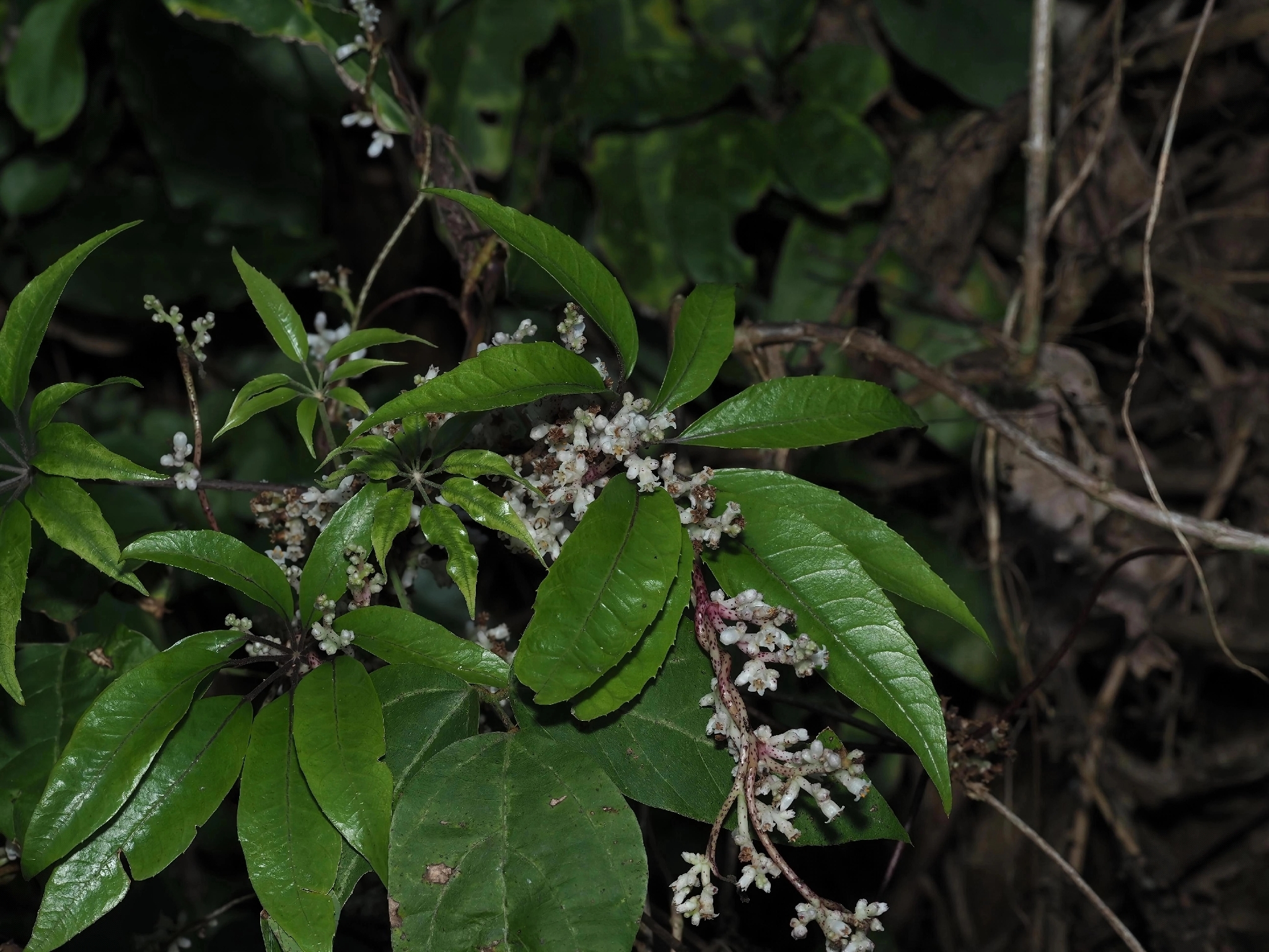 Japanese Dodder (Cuscuta japonica)