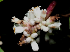 Cuscuta japonica, photograph (c) angryphyco, some rights reserved (CC BY)
