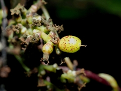 Cuscuta japonica, photograph (c) angryphyco, some rights reserved (CC BY)