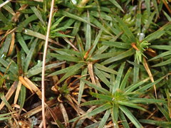 Polytrichastrum ohioense