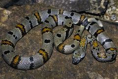 Lampropeltis alterna