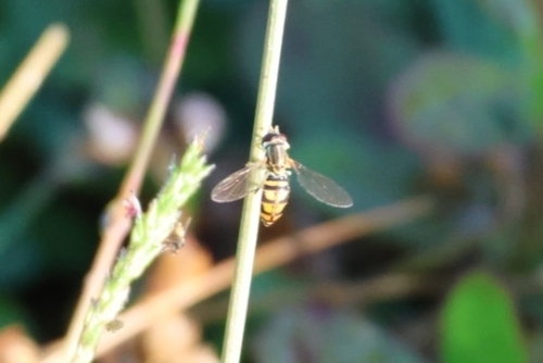 Unknown species found near New Smyrna Beach, FL, USA