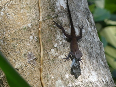 Anolis conspersus