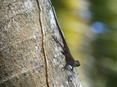 Anolis conspersus