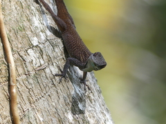 Anolis conspersus