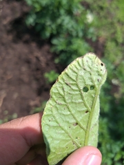 Bactericera cockerelli