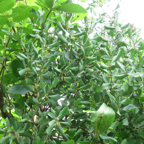 Amyema villiflora