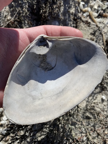 West Atlantic Surfclam