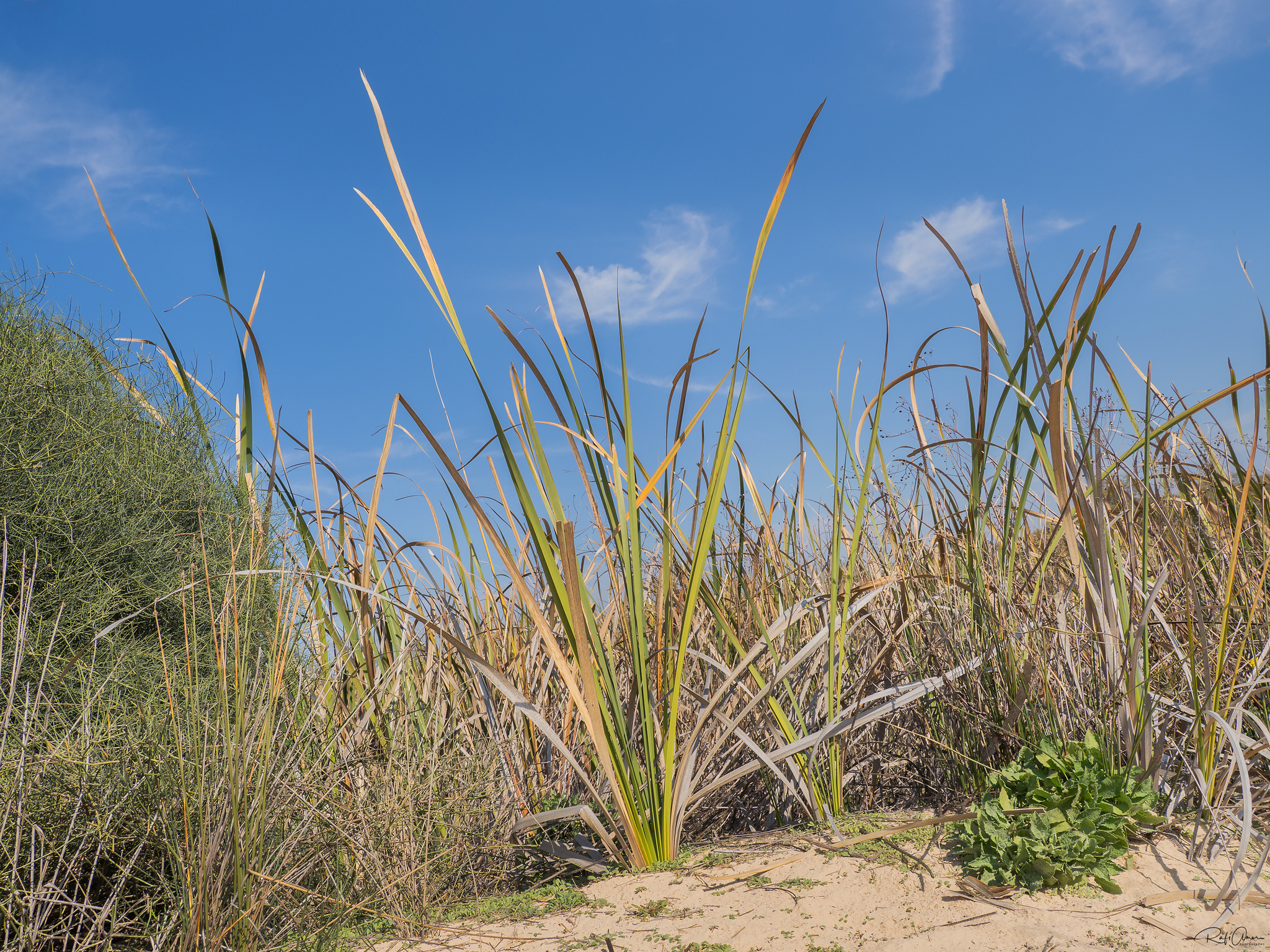 Elephant cattail