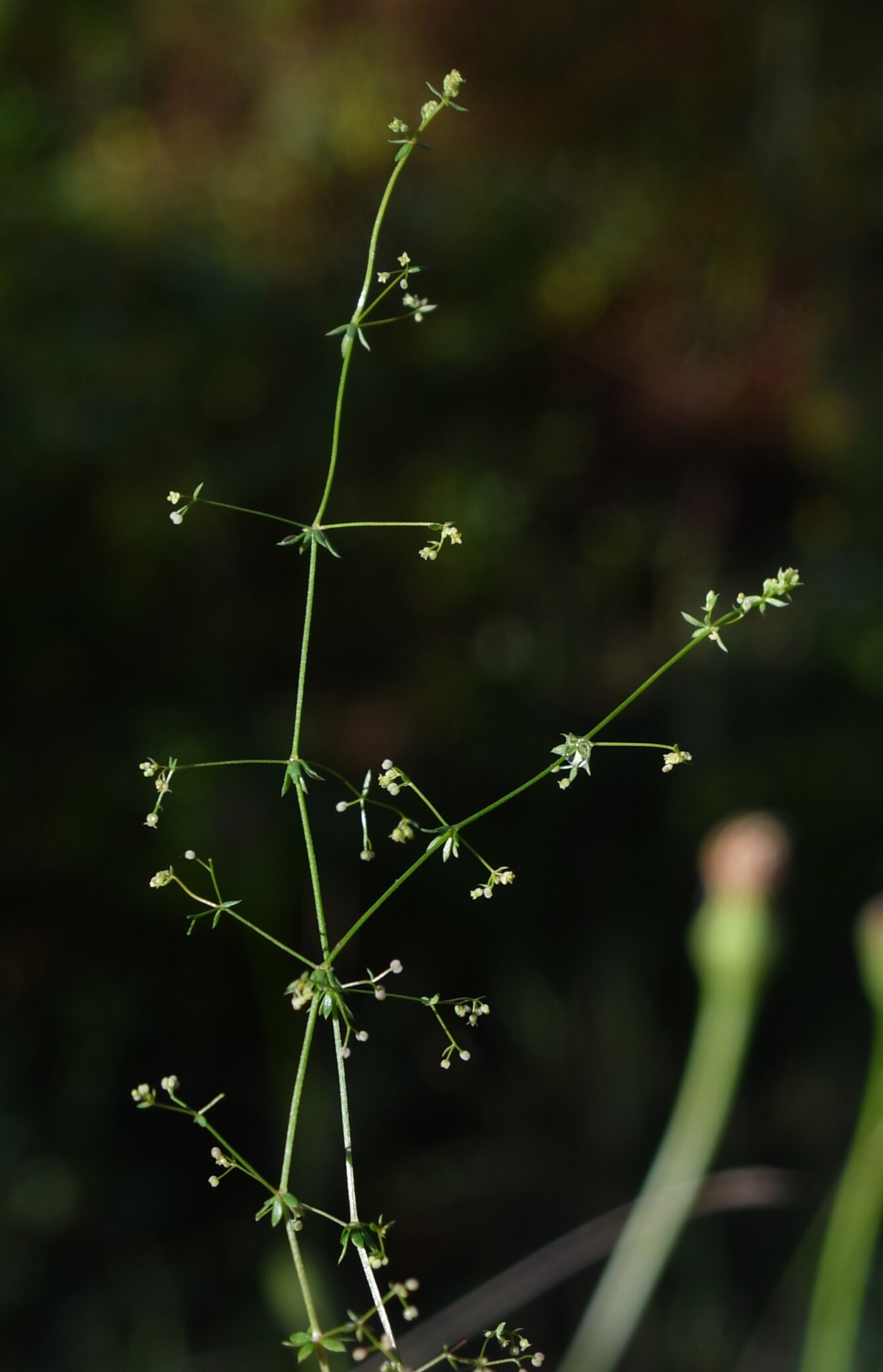 Galium divaricatum